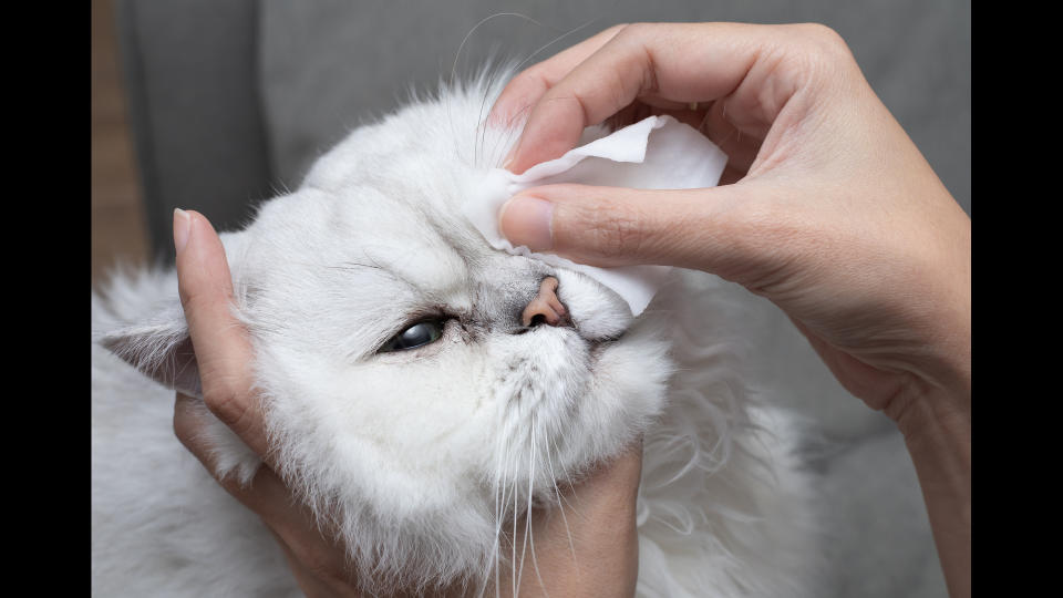 Owner wiping cat's eye