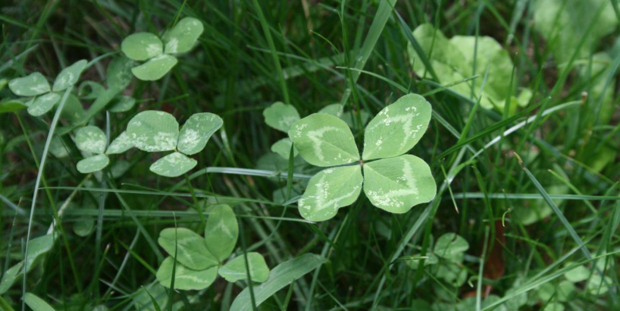 four leaf clovers