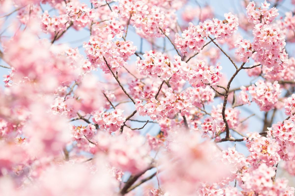 How DC's cherry blossoms are a living valentine from Japan