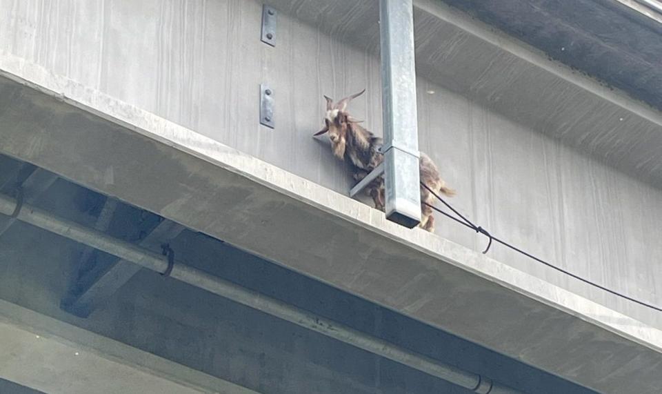 A goat in Kansas City, Missouri that was rescued after it made its way to the ledge of a bridge, almost 80 feet high, is "bouncing back like a champ".