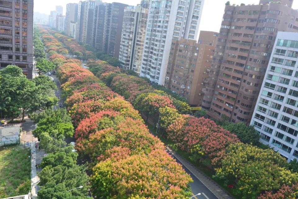 敦化南路的台灣欒樹隧道每年都令人驚豔。圖：台北市政府工務局公園路燈工程管理處／提供