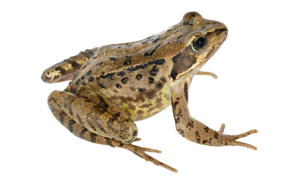 The common frog will be among amphibians laying their spawn in garden ponds.