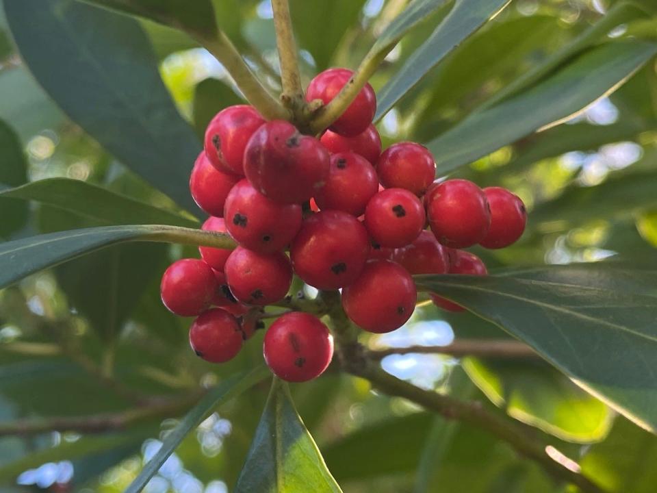 The dahoon holly has showy red berries in late summer and fall.