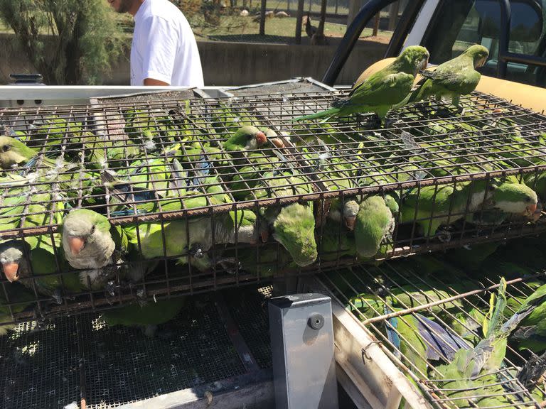 Las aves, entre las víctimas del tráfico de fauna en la Argentina: solo el 10% de los individuos sobreviven a las condiciones que les imponen sus cazadores