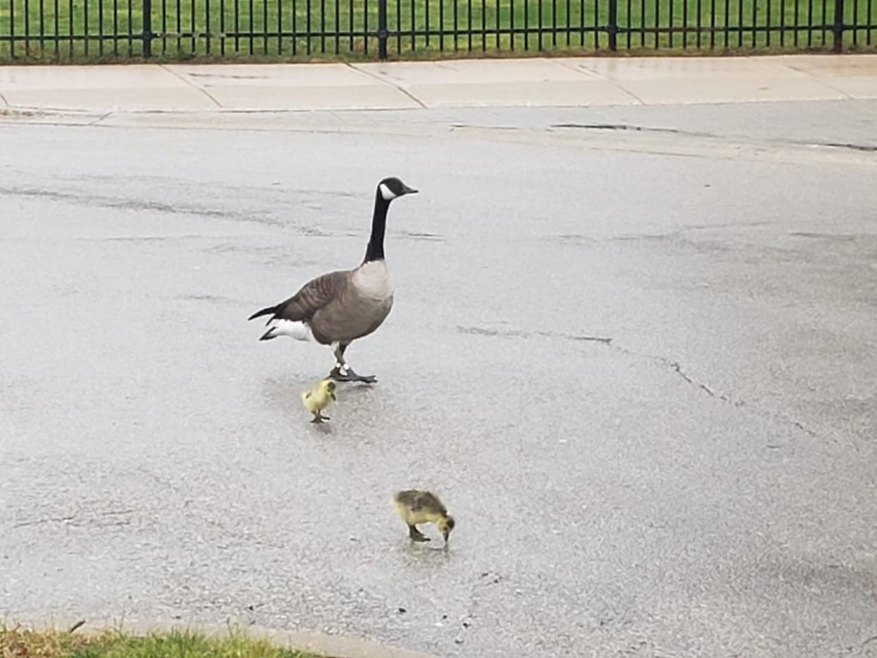 The sight of these two newborn goslings has raised concerns for environment experts. (Bird Friendly London Ontario/Facebook - image credit)