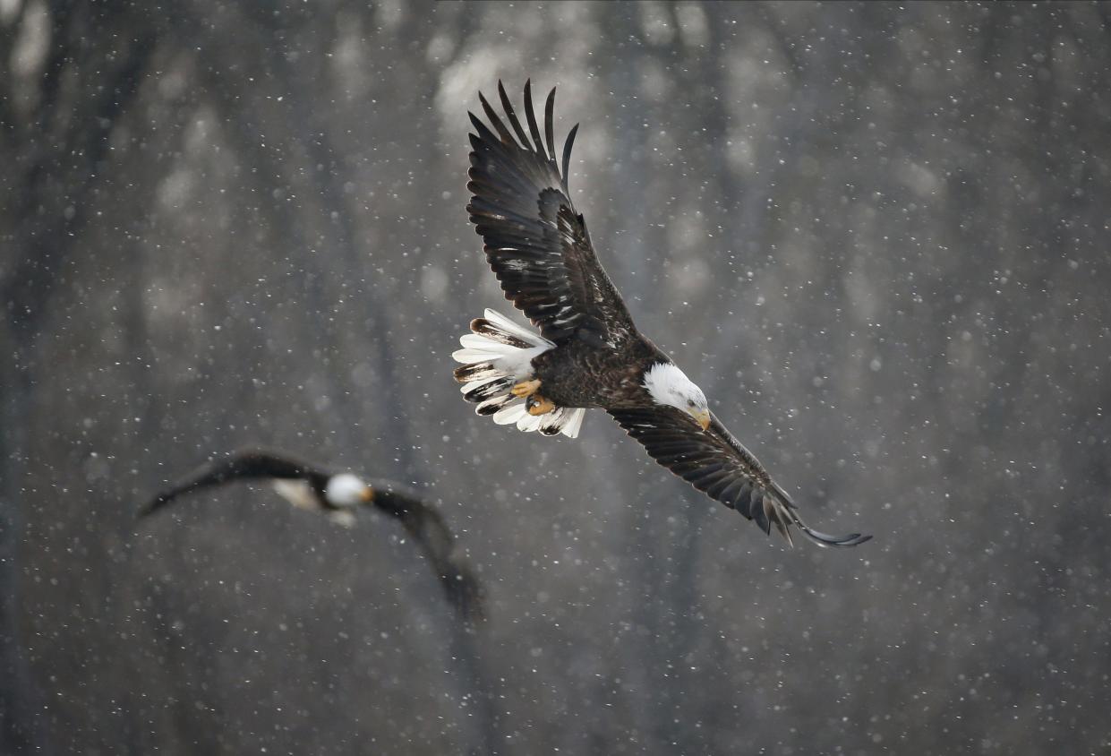 Bald eagles in Des Moines on Sunday, Jan. 30, 2022.