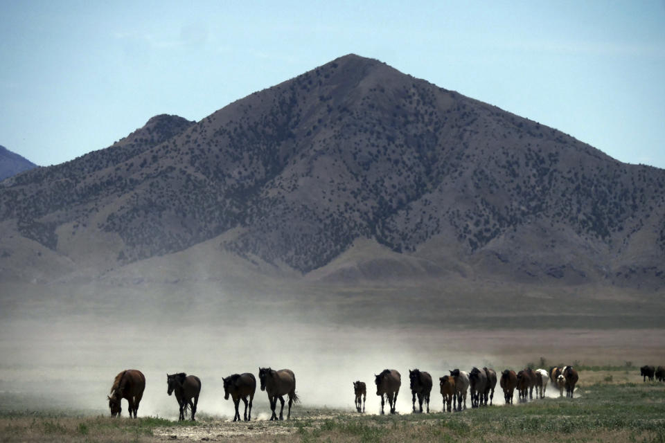FILE - In this June 29, 2018, file photo, wild horses walk to a watering hole outside Salt Lake City. Harsh drought conditions in parts of the American West are pushing wild horses to the brink and forcing extreme measures to protect them. Acting U.S. Bureau of Land Management Director William Perry Pendley says it will take $5 billion and 15 years to get an overpopulation of wild horses under control on western federal lands. But he told reporters Wednesday, Oct, 23, 2019, several new developments have made him more optimistic than he's been in years about his agency's ability to eventually shrink the size of the herds from 88,000 to the 27,000 he says the range can sustain ecologically. (AP Photo/Rick Bowmer, File)