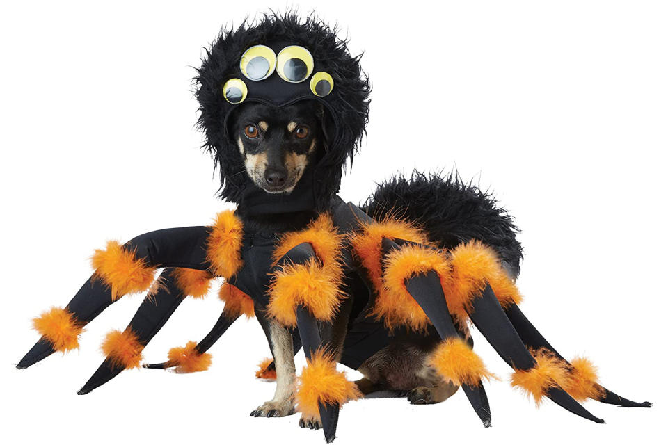 <p>Finally! Some good PR for spiders. </p> <p><strong>Buy it!</strong> Pet Spider Pup Costume, $31.75; <a href="https://www.amazon.com/California-Costumes-Collections-PET20149-Costume/dp/B01E0DXKGS/ref=as_li_ss_tl?ie=UTF8&linkCode=ll1&tag=polifemostpopulardogcostumeskbenderoct20-20&linkId=9737624adbf09087d1736b63965de4ba" rel="nofollow noopener" target="_blank" data-ylk="slk:Amazon.com;elm:context_link;itc:0;sec:content-canvas" class="link ">Amazon.com</a></p>