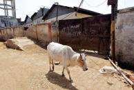 A cow walks past a closed slaughterhouse in Allahabad, India March 28, 2017. REUTERS/Jitendra Prakash