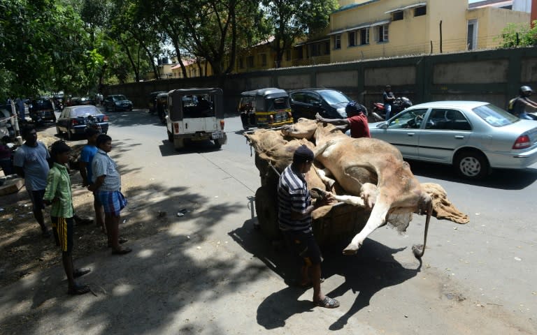 Members of the Dalit caste, formerly known as "untouchables," are commonly tasked with removing dead cows from streets across India, where the animals often roam freely