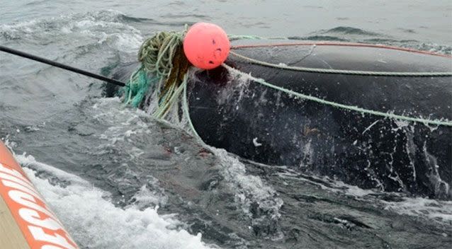 A whale caught in a net before Joe Howlett and his team freed it, in an earlier rescue. Photo: CBC News