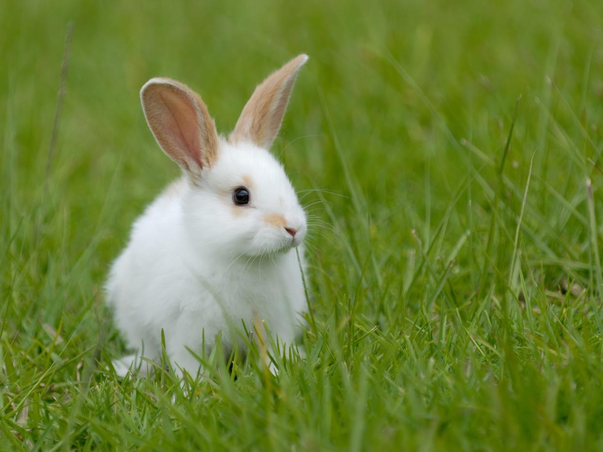 Bottoms Up! Rabbits gain significant nutritional value from eating their own faeces: Getty