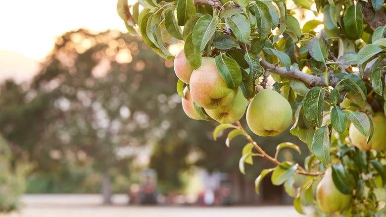 Royal Riviera Pear tree