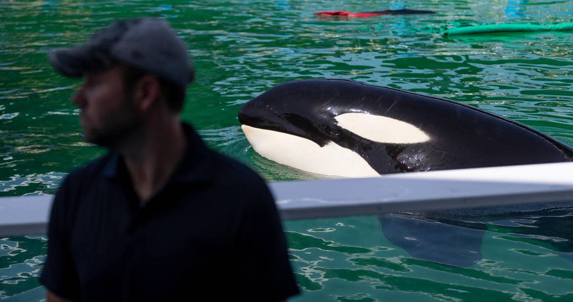 Lolita the killer whale, also known as Tokitae, is seen swimming in her stadium tank at the Miami Seaquarium on Saturday, July 8, 2023, in Miami, Fla. After officials announced plans to move Lolita from the Seaquarium, trainers and veterinarians are now working to prepare her for the move.