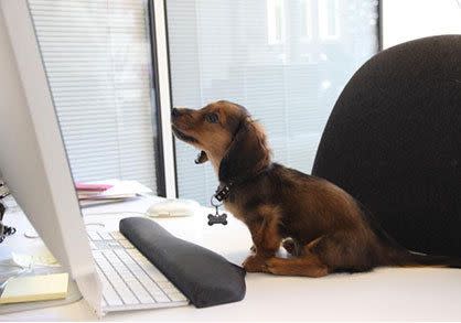 Hard at work: The @TatlerAlan Twitter account for the dog had gathered more than 2,500 followers