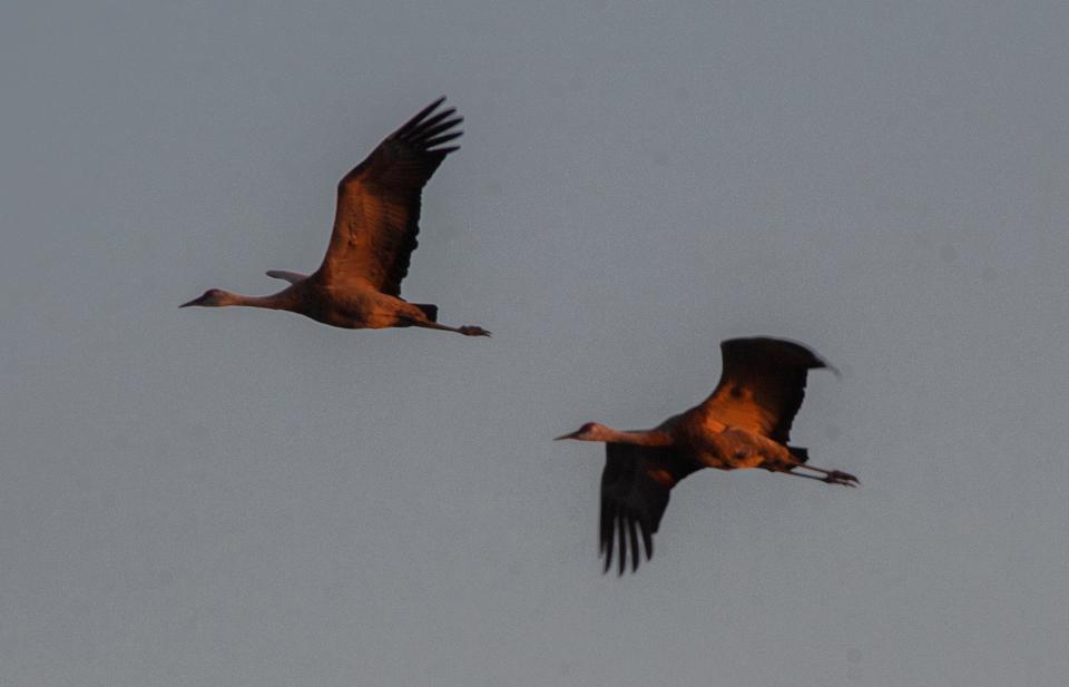 Sandhill cranes fly in for the night to a field at the Phil and Marilyn Isenberg Sandhill Crane Reserve in Woodbridge. The cranes are lit by the setting sun, Oct. 12, 2022.