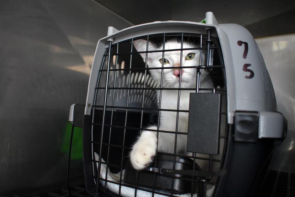 The New Hampshire SPCA received 21 cats and kittens from a special Clear The Shelters life-saving pet airlift mission.