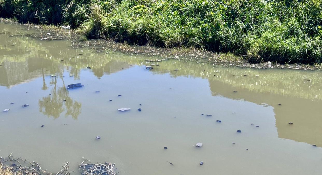 Pieces of sewage in the L-9 canal on Tuesday Feb. 20, 2024 from a sewage line break in the Village of Palm Springs.