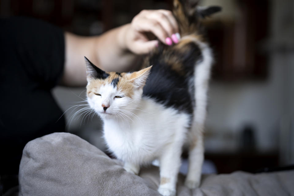 A calico cat raises its bottom in the air as a person scratches its back