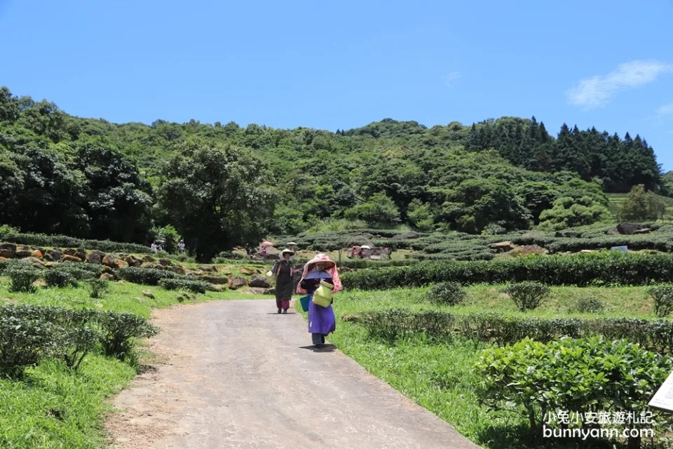 三峽熊空茶園