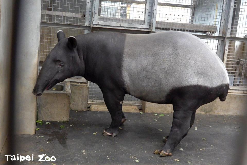 馬來貘「貘莉」預產期在今年6月。（台北市立動物園提供）