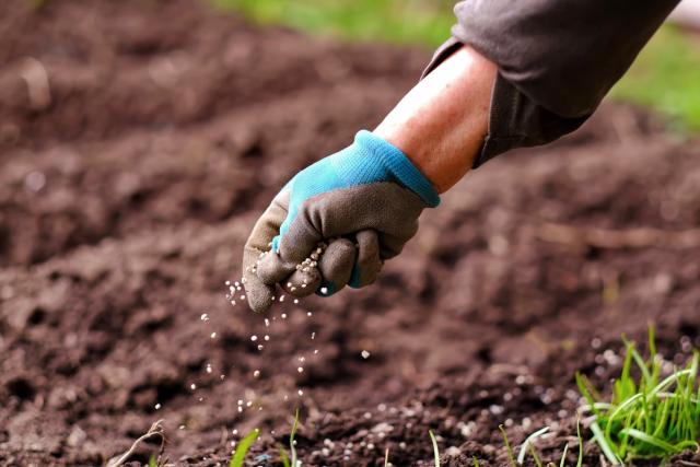 Réussir votre semis de gazon : maîtriser la température minimale pour un  gazon parfait