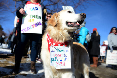 Bailey the dog wears a sign as she joins Denver public school teachers on the picket line outside North High School in Denver, Colorado, U.S., February 12, 2019. REUTERS/Michael Ciaglo