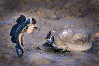 <p>Taken in Taiwan, this photo highlights the amphibious mudskipper.</p>