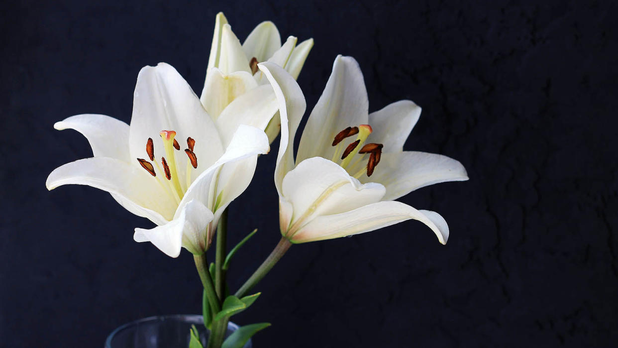 white lilies