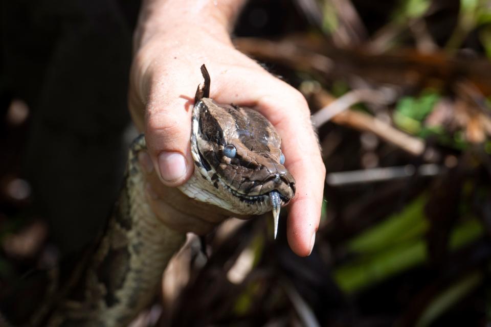Thanks to a tracker installed in Charlie 5, a Burmese python, the snake led researchers to two breeding balls in 2019. This tracking method is now called the scout snake program.