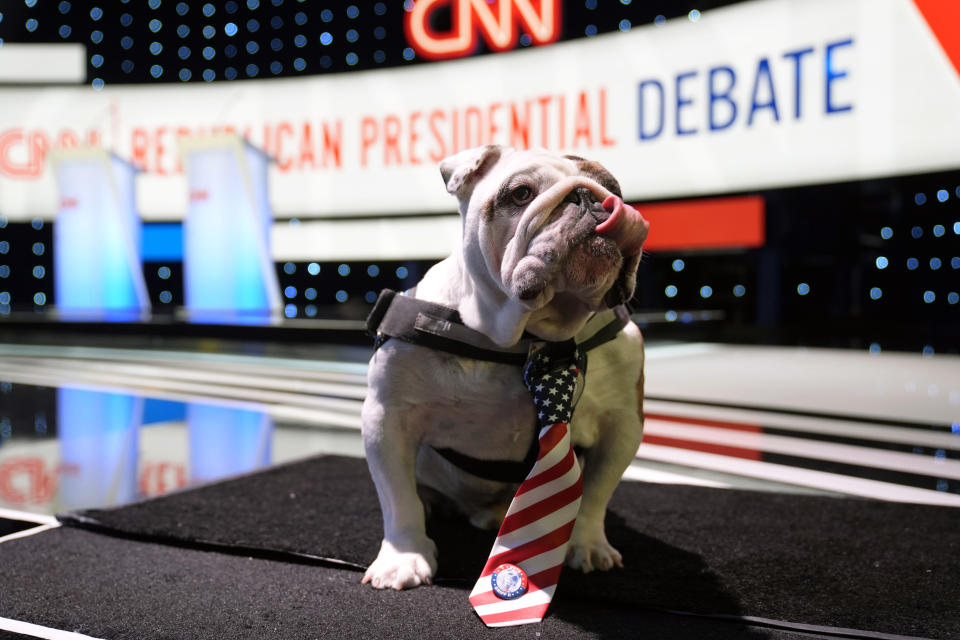 Griff II, the official live mascot of Drake University, sits on the stage before the CNN Republican presidential debate at Drake University, Wednesday, Jan. 10, 2024, in Des Moines, Iowa. (AP Photo/Charlie Neibergall)