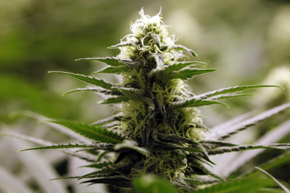 Marijuana plants flourish under the lights at a grow house in Denver, on Thursday, Nov. 8, 2012. Marijuana legalization votes this week in Colorado and Washington state don't just set up an epic state-federal showdown on drug law for residents. The measures also opens the door for marijuana tourism. (AP Photo/Ed Andrieski)