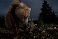 <b>Honorable Mention: Ursus arctos horribilis</b> <br> This photo of a wild, Alaskan, brown bear digging on a game trail was taken with a home made motion controlled triggering device hooked up to my DSLR. <a href="http://ngm.nationalgeographic.com/ngm/photo-contest/" rel="nofollow noopener" target="_blank" data-ylk="slk:(Photo and caption by Jason Ching/National Geographic Photo Contest);elm:context_link;itc:0;sec:content-canvas" class="link ">(Photo and caption by Jason Ching/National Geographic Photo Contest)</a>