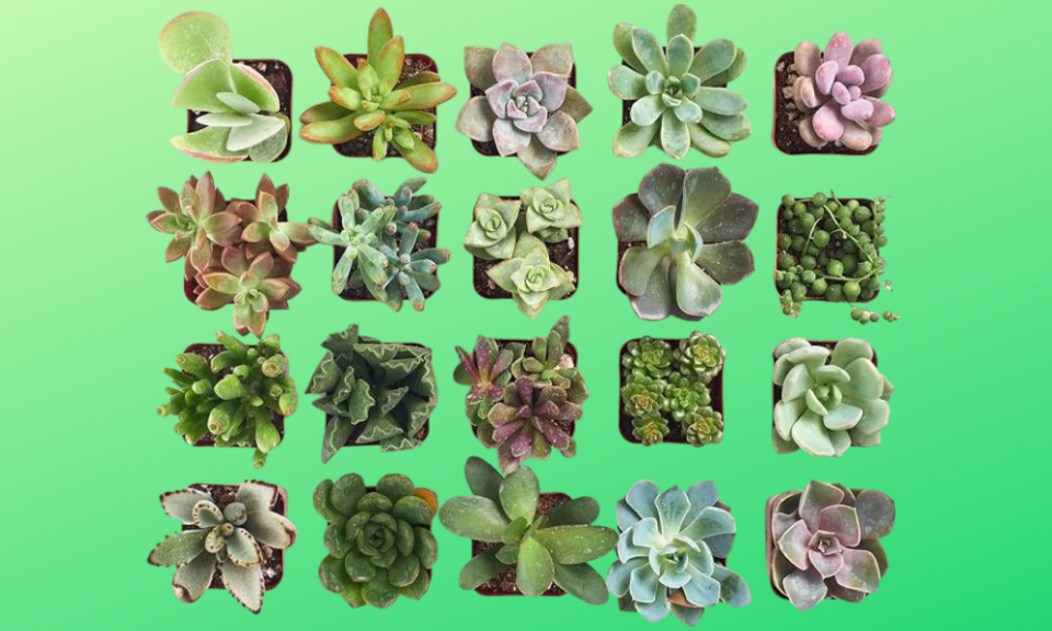 So many succulents, so little time... . (Photo: Amazon)