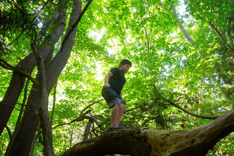 Kai Atallah climbs trees on a recent day as he and his mom go on a field trip during the afternoon hours of his homeschooling in Holland. Kai had been homeschooled full-time for the past 2.5 years in response to the use of restraint and seclusion tactics by his previous school. Kai was diagnosed with autism during his kindergarten year and the use of seclusion negatively affected his experience in the classroom.