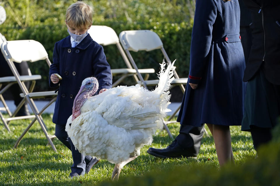 Theodore Kushner, son of Ivanka Trump, Assistant to the President, and White House adviser Jared Kushner, walks with Corn, the national Thanksgiving turkey, in the Rose Garden of the White House, Tuesday, Nov. 24, 2020, in Washington. President Donald Trump pardoned Corn during the event. (AP Photo/Susan Walsh)