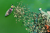 <p>That’s quackers! These overhead photographs of hundreds of ducks following their leader down a river in Bangladesh are truly mesmerizing. (Photo: Rafeur Rahman/Caters News) </p>