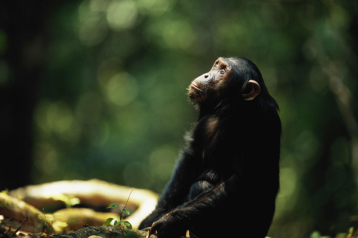 Chimpanzee Getty Images/Anup Shah