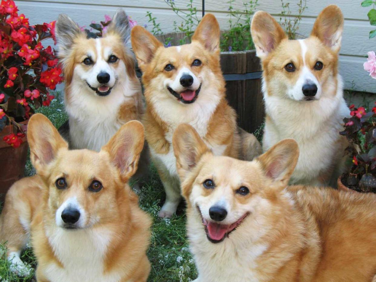 corgi family portrait best