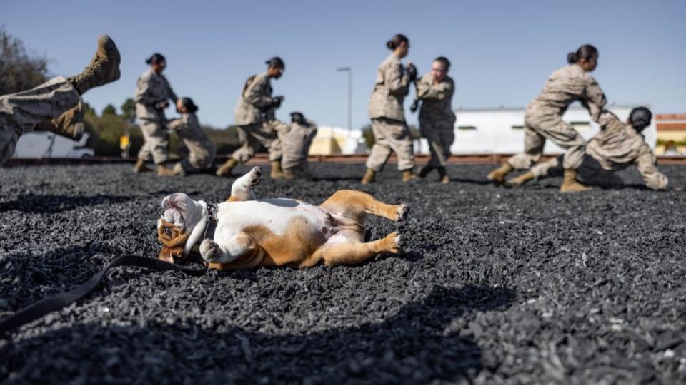 Recruit Bruno participates in martial arts training at Marine Corps Recruit Depot San Diego, March 2. (Lance Cpl. Alex Devereux/Marine Corps)