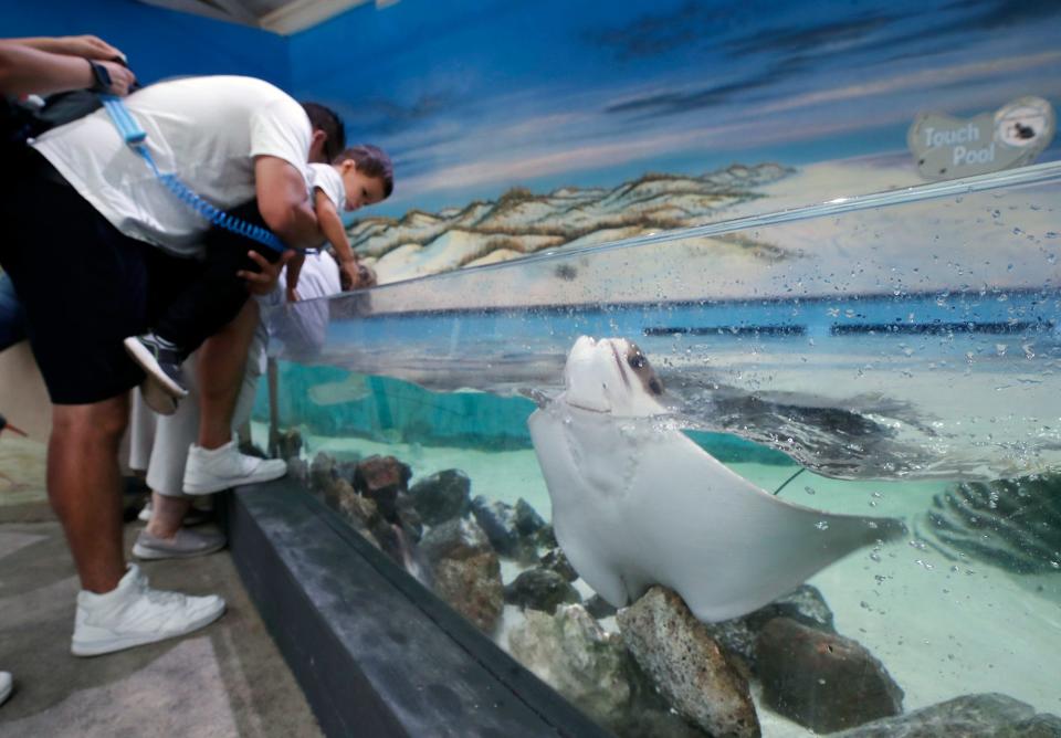 Visitors look at the touch pool at the Marine Science Center in Ponce Inlet, Friday, Oct. 21, 2022. The center was closed for about three weeks following Tropical Storm Ian.