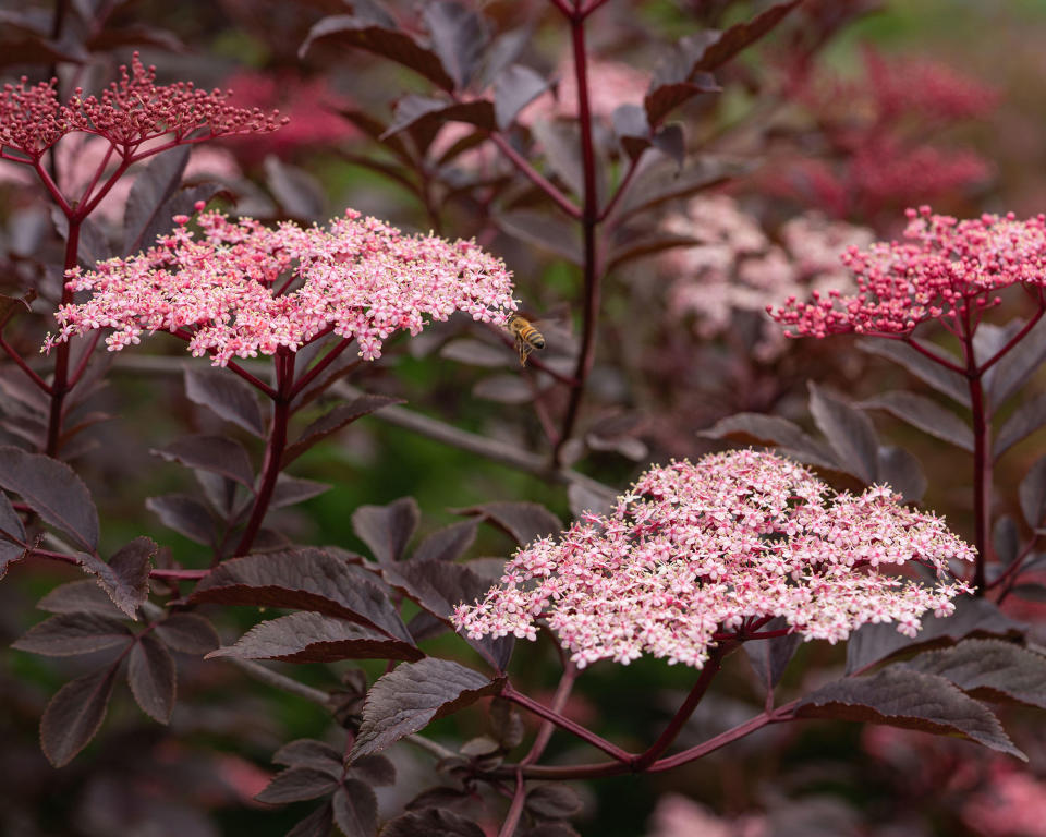 9. Black Beauty elder (Sambucus Black Beauty ('Gerda'))