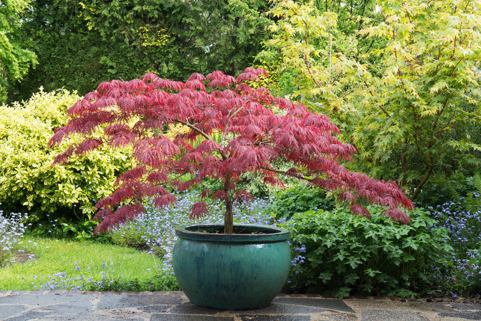 Japanese maple tree