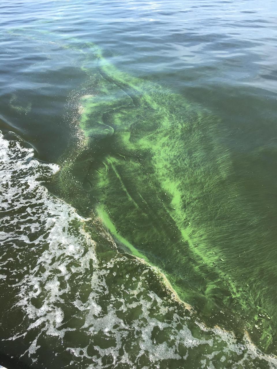 A small patch of toxic blue-green algae can be seen floating on a tide line on the Mississippi coast.