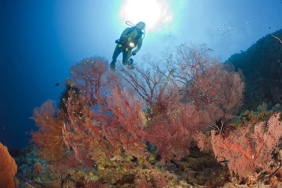 A diver investigates a sea fan in the Peleliu Wall, one of the deepest wall dives in Palau.