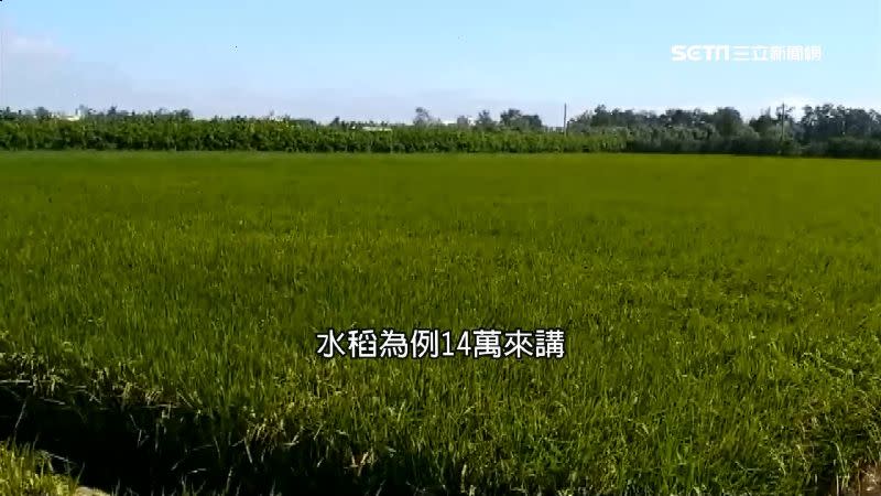 農委會提休耕補助誰該領引糾紛。