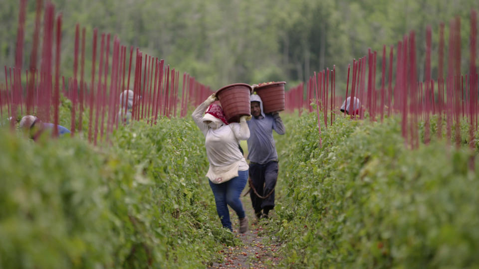 This image released by Magnolia Pictures shows a scene from the documentary "Food, Inc. 2." (River Road/Participant/Magnolia Pictures via AP)