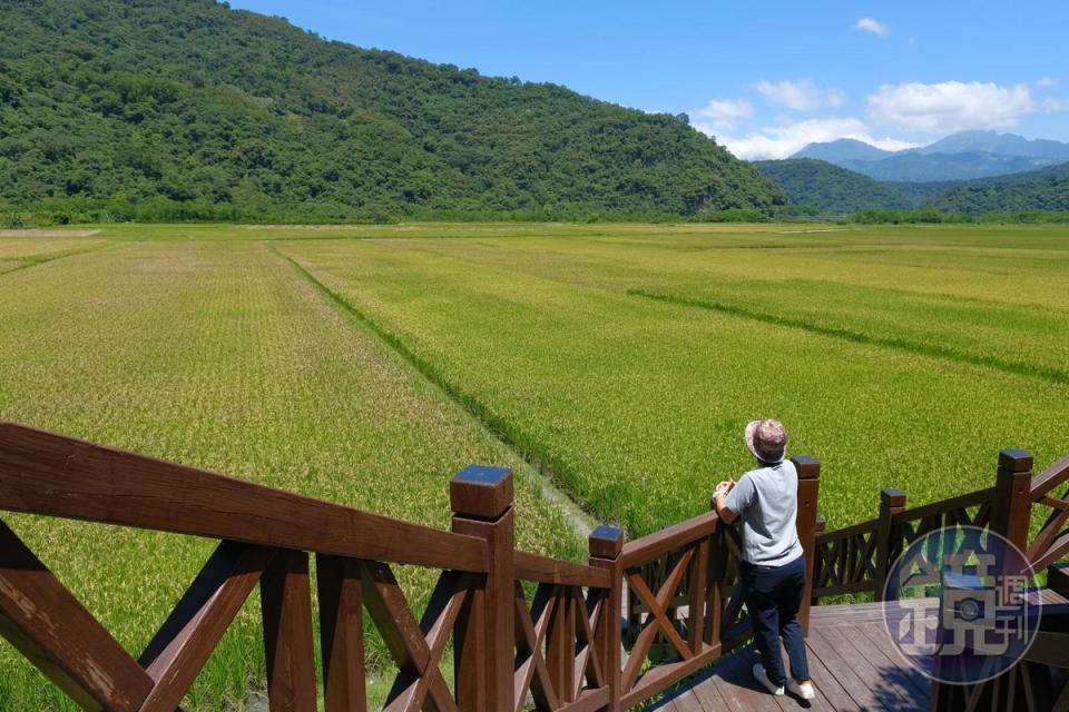 從木棧道走下去就可接到往老樹的田中小路。