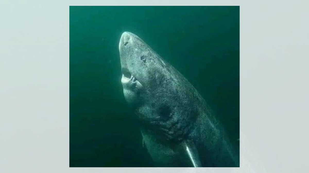 A white shark is shown in an ocean. 