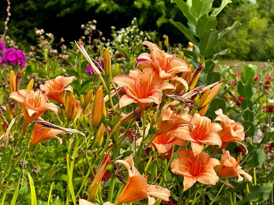 Daylilies (Hemerocallis) can flourish in wet or dry conditions (Ted Balmer/Unsplash)